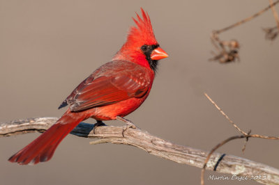 Northern Cardinal