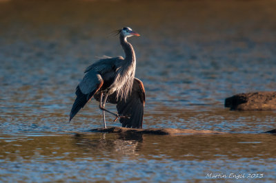 Great Blue Heron