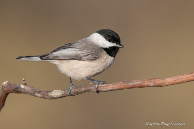 Carolina Chikadee