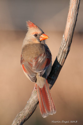 Northern Cardinal