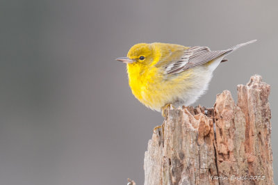 Pine Warbler