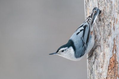 White-breasted Nuthatch
