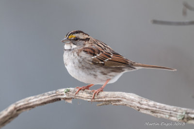 White Throated Sparrow
