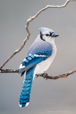 Blue Jay