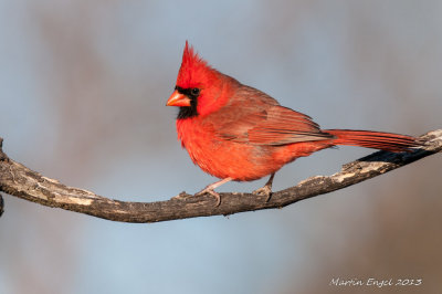Northern Cardinal