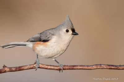 Tufted Titmouse