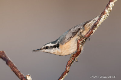 Red-Breasted Nuthatch