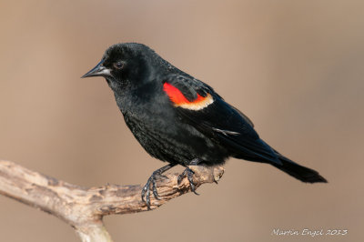 Red-winged Blackbird