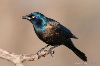 Common Grackle