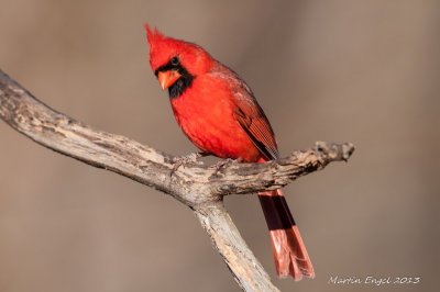 Northern Cardinal