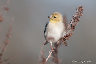 American Goldfinch