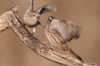House Finch