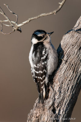 Downy Woodpecker