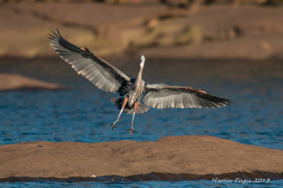 Great Blue Heron