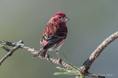 Purple Finch