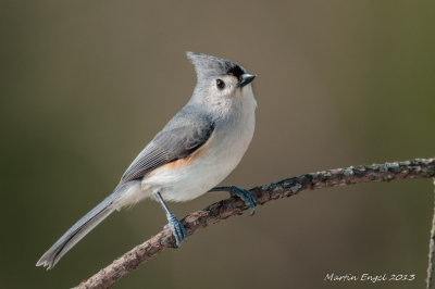 Tufted Titmouse