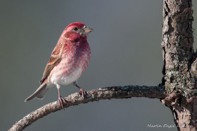 Purple Finch