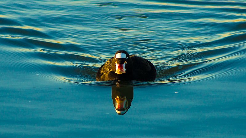 Surf Scoter