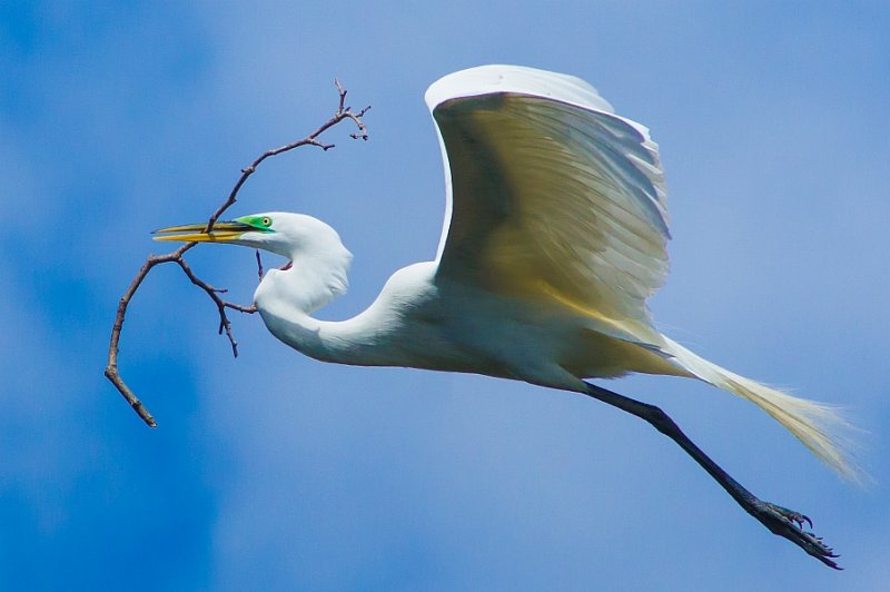 Great Egret
