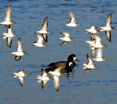 Peeps and Scaups