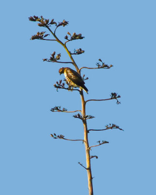 Red-tailed Hawk  in Century Plant