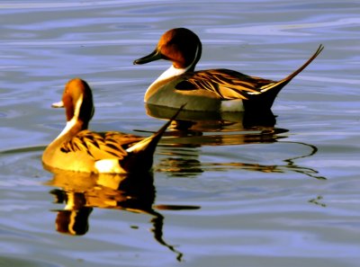 Pintails at Sunset