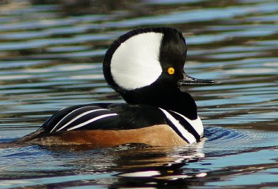 Hooded Merganser