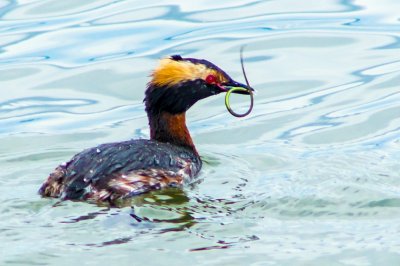 Horned Grebe with Pipefish