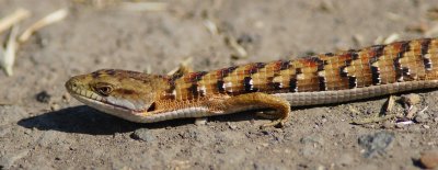 Alligator Lizard