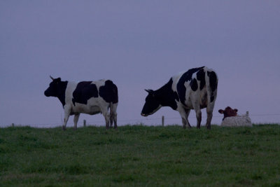 vaches