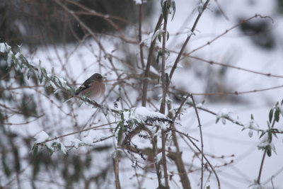 pinson des arbres