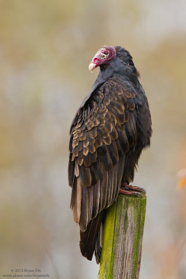 Turkey-Vulture_MG_0304.jpg