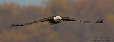 Bald-Eagle_MG_0815.jpg