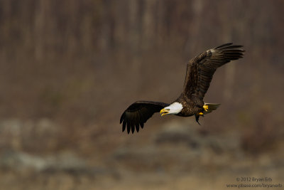 Bald-Eagle-with-fish_MG_0972.jpg
