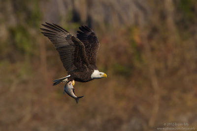 Bald-Eagle-with-fish_MG_1081.jpg