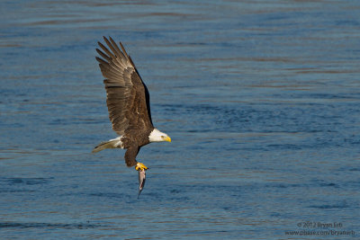 Bald-Eagle_MG_1056.jpg