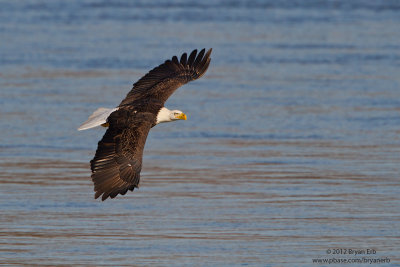 Bald-Eagle_MG_1654.jpg