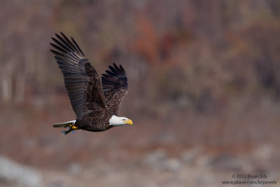 Bald-Eagle-with-fish_MG_1495.jpg