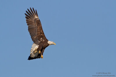 Bald-Eagle_MG_1597.jpg