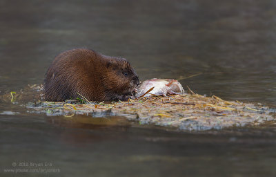 Muskrat-with-trout_MG_2180.jpg