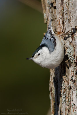 White-Breasted-Nuthatch_MG_2399.jpg