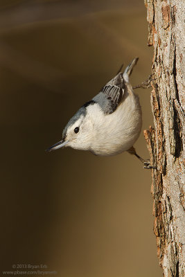 White-Breasted-Nuthatch_MG_2513.jpg