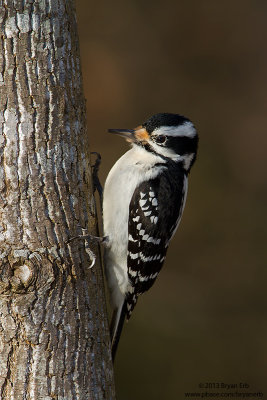 Hairy-Woodpecker_MG_2457.jpg