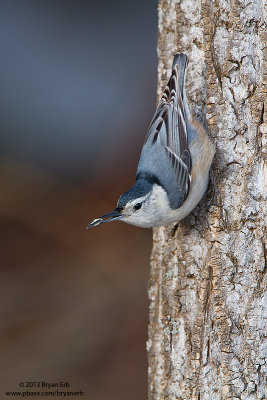 White-Breasted-Nuthatch_MG_2582.jpg