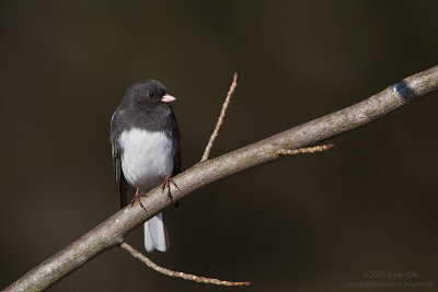 Dark-Eyed-Junco_MG_2424.jpg