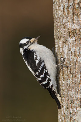 Downey-Woodpecker_MG_2562.jpg