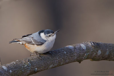 White-Breasted-Nuthatch_MG_2535.jpg