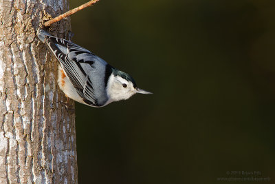 White-Breasted-Nuthatch_MG_2503-2.jpg