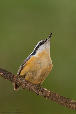 Red-Breasted-Nuthatch_MG_2658.jpg