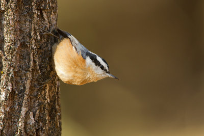 Red-Breasted-Nuthatch_MG_2681.jpg